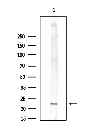 GCSAML Antibody in Western Blot (WB)