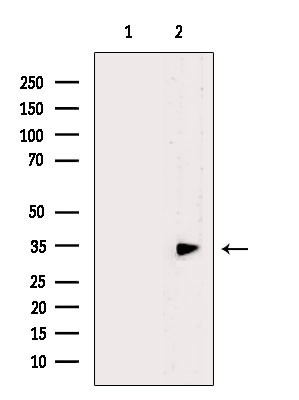 VSIG2 Antibody in Western Blot (WB)