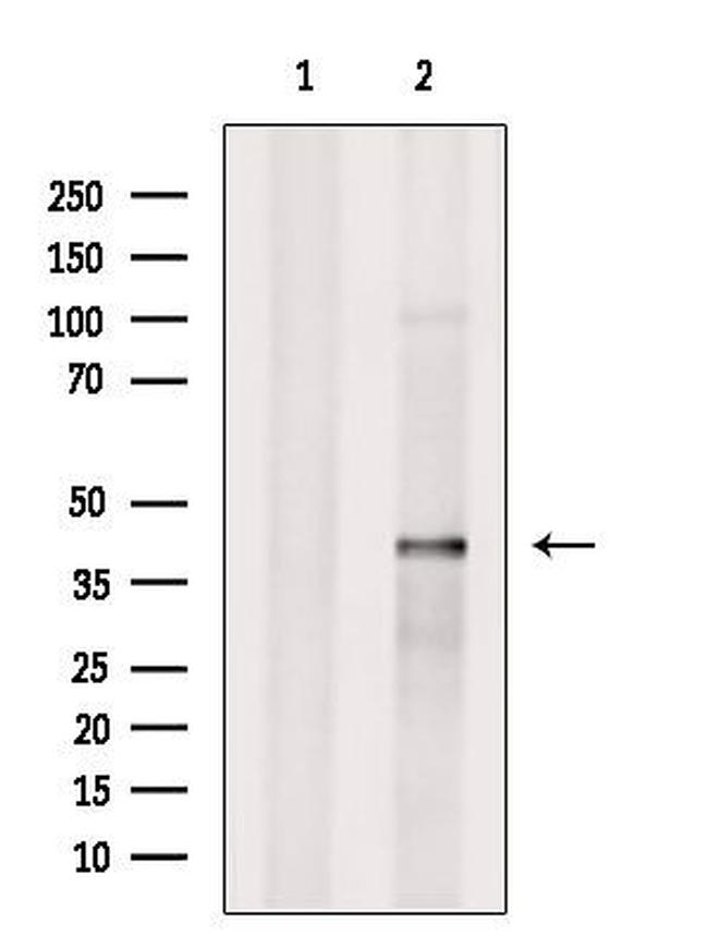 SLC35C2 Antibody in Western Blot (WB)