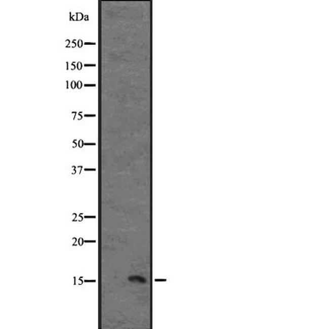 IL-13 Antibody in Western Blot (WB)