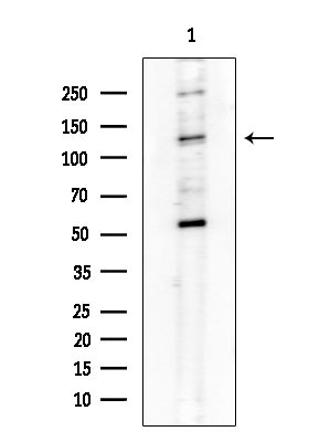 CD49a Antibody in Western Blot (WB)