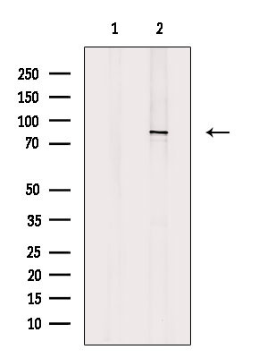 Integrin beta 7 Antibody in Western Blot (WB)