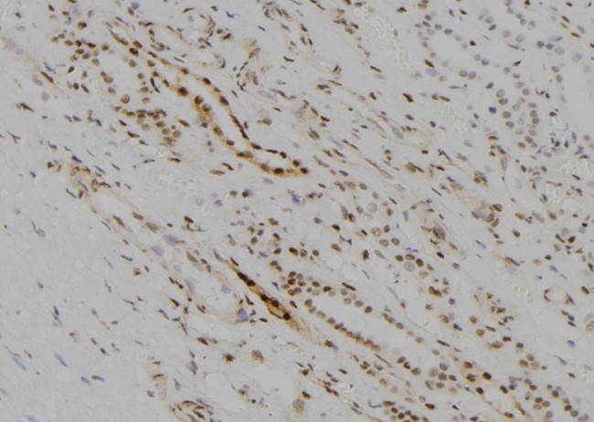 KDM5D Antibody in Immunohistochemistry (Paraffin) (IHC (P))