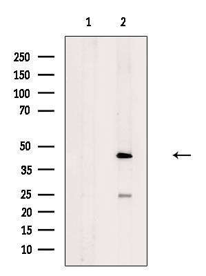 AMICA Antibody in Western Blot (WB)