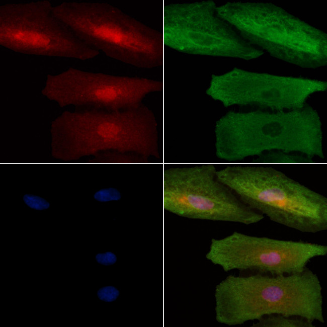 SETDB2 Antibody in Immunocytochemistry (ICC/IF)