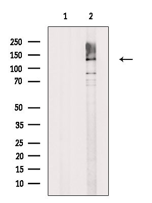 SAP130 Antibody in Western Blot (WB)