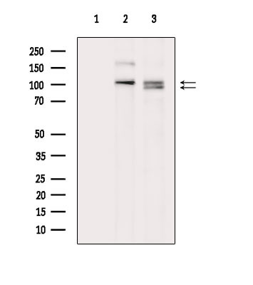 KIF23 Antibody in Western Blot (WB)