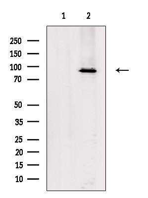 KIF23 Antibody in Western Blot (WB)