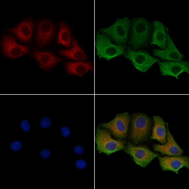 KappaB ras2 Antibody in Immunocytochemistry (ICC/IF)