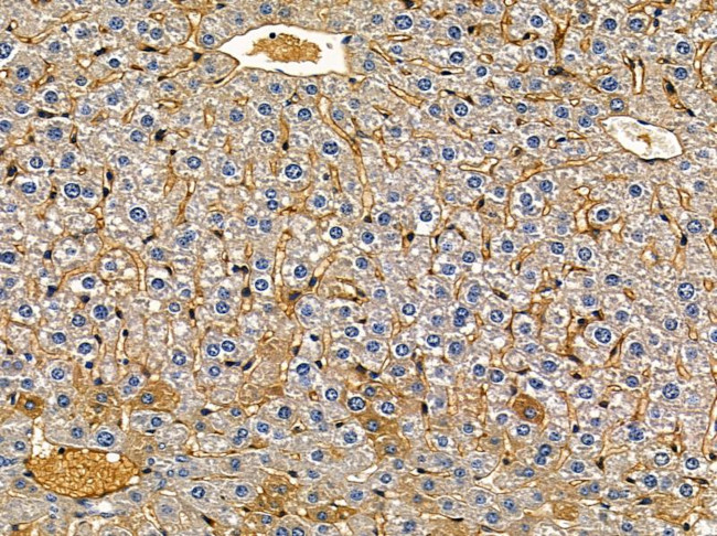 KappaB ras2 Antibody in Immunohistochemistry (Paraffin) (IHC (P))