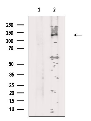 REV1 Antibody in Western Blot (WB)
