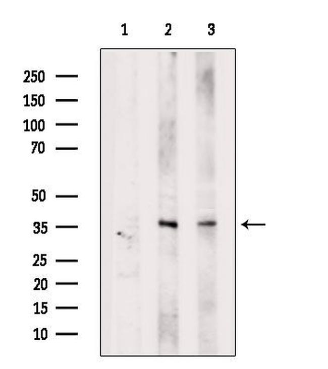 ALKBH5 Antibody in Western Blot (WB)