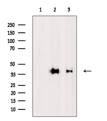 MUL1 Antibody in Western Blot (WB)