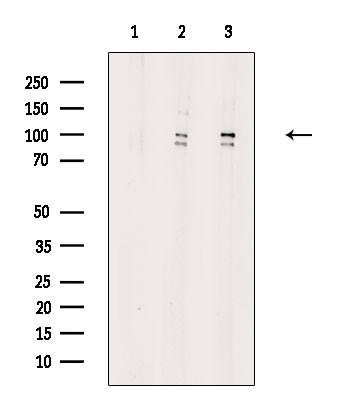 E2F8 Antibody in Western Blot (WB)