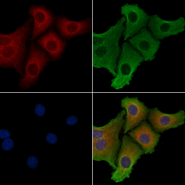 C9orf156 Antibody in Immunocytochemistry (ICC/IF)