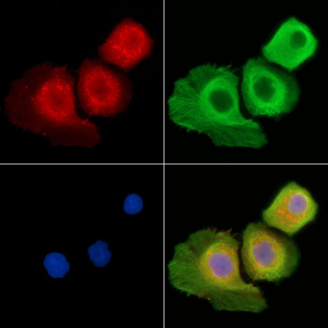 PI3K p55 gamma Antibody in Immunocytochemistry (ICC/IF)