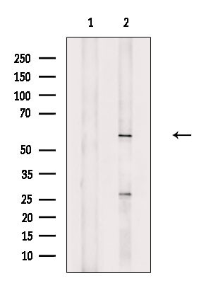 PCTAIRE1 Antibody in Western Blot (WB)