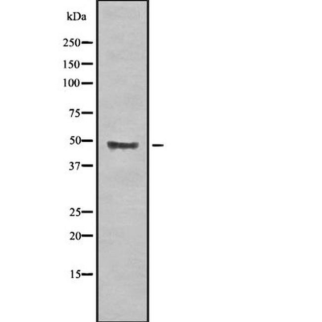 Beclin 2 Antibody in Western Blot (WB)