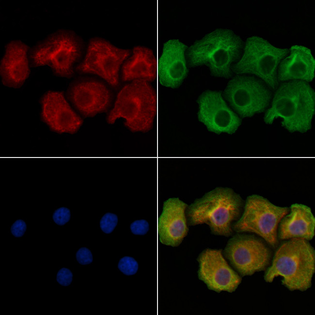 HTR3A Antibody in Immunocytochemistry (ICC/IF)