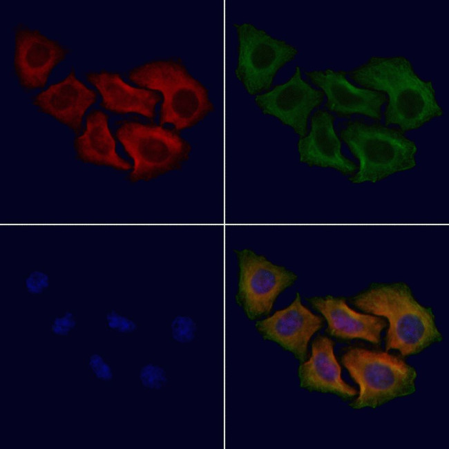 OR52Z1P Antibody in Immunocytochemistry (ICC/IF)