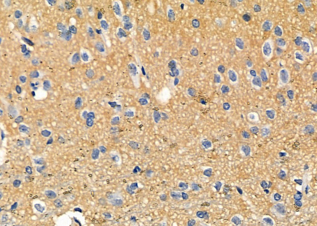 NPBWR2 Antibody in Immunohistochemistry (Paraffin) (IHC (P))