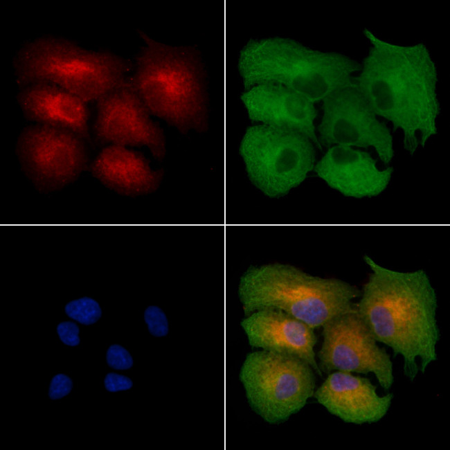 NPSR1 Antibody in Immunocytochemistry (ICC/IF)