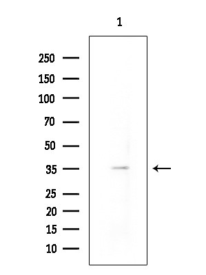 NPY4R Antibody in Western Blot (WB)