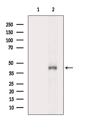 OR2A12 Antibody in Western Blot (WB)