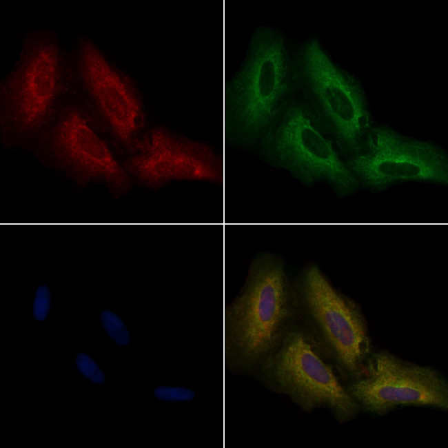 OR2T8/OR2T12/OR2T33 Antibody in Immunocytochemistry (ICC/IF)