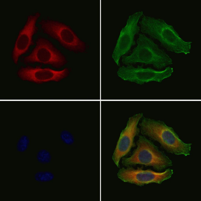 OR2T8/OR2T12/OR2T33 Antibody in Immunocytochemistry (ICC/IF)