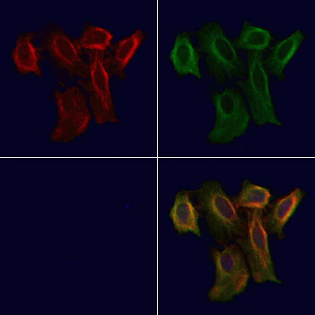 OR5AN1 Antibody in Immunocytochemistry (ICC/IF)