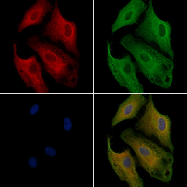 OR1L1 Antibody in Immunocytochemistry (ICC/IF)