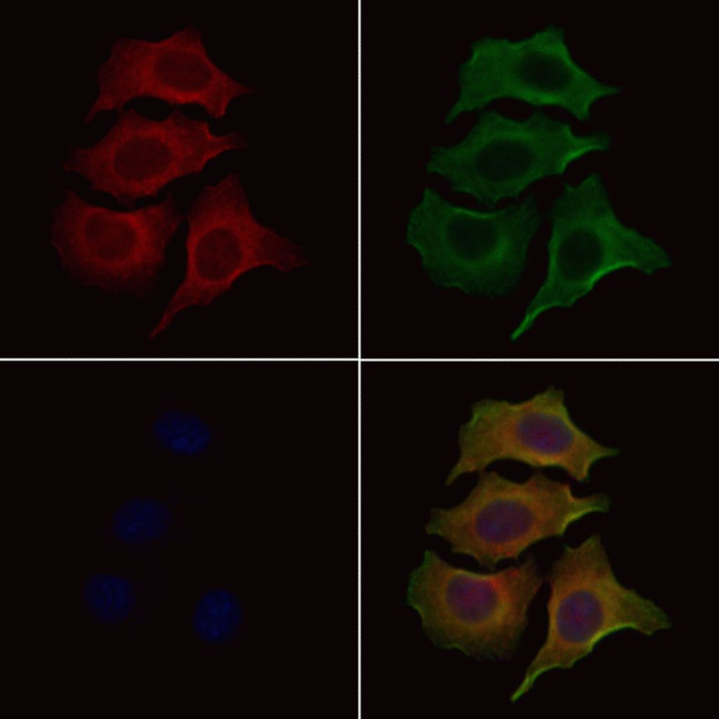 OR1L1 Antibody in Immunocytochemistry (ICC/IF)