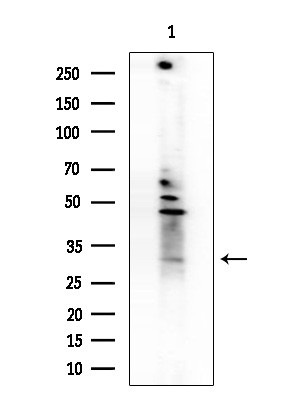 OR1L3 Antibody in Western Blot (WB)