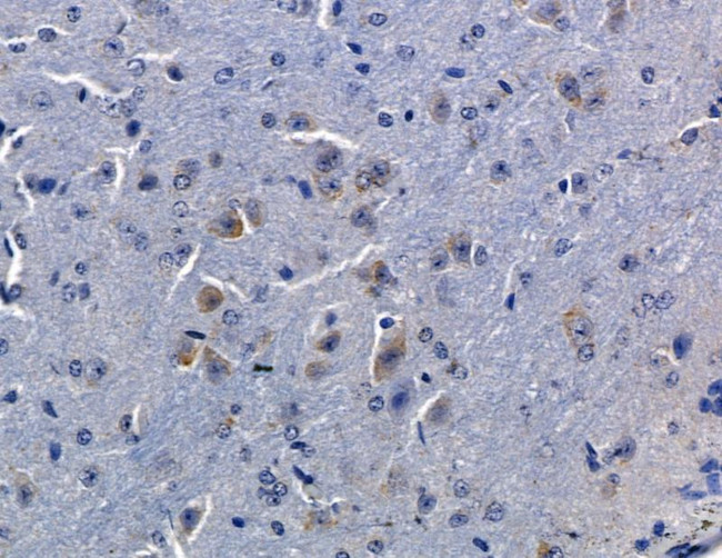 OR2L3/OR2L8 Antibody in Immunohistochemistry (Paraffin) (IHC (P))