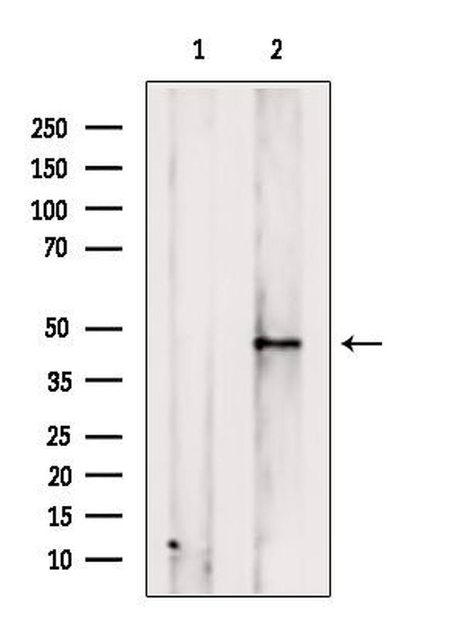 OR2T27 Antibody in Western Blot (WB)