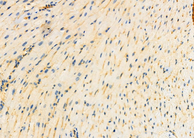 Enkurin Antibody in Immunohistochemistry (Paraffin) (IHC (P))