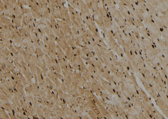 GATA2/GATA3 Antibody in Immunohistochemistry (Paraffin) (IHC (P))