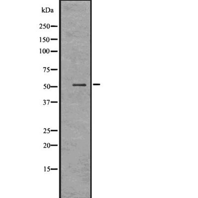 GATA2/GATA3 Antibody in Western Blot (WB)