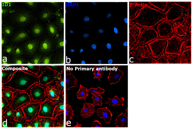 ID1 Antibody in Immunocytochemistry (ICC/IF)