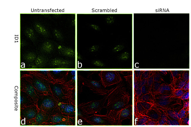 ID1 Antibody in Immunocytochemistry (ICC/IF)