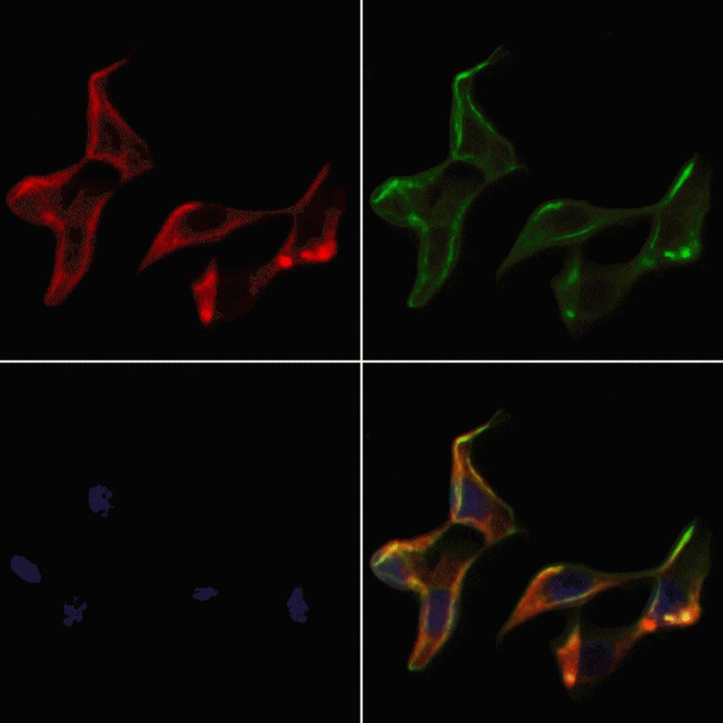 KDEL Receptor Pan Antibody in Immunocytochemistry (ICC/IF)