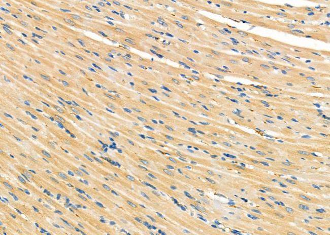 KDEL Receptor Pan Antibody in Immunohistochemistry (Paraffin) (IHC (P))