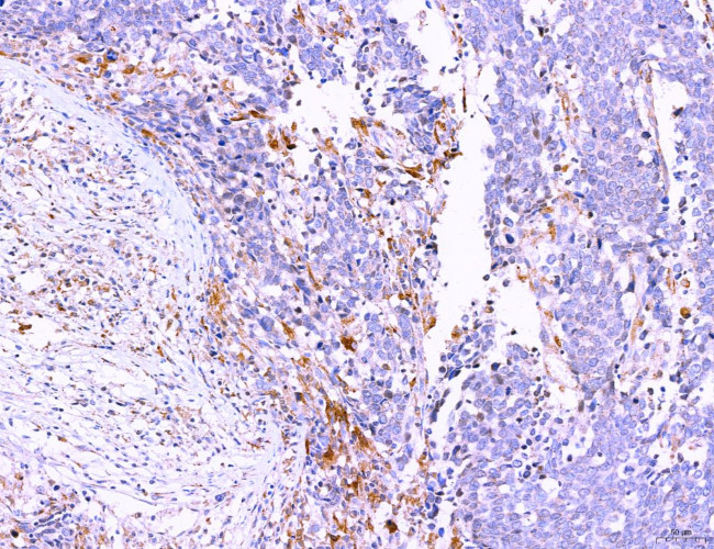 LRP1 Antibody in Immunohistochemistry (Paraffin) (IHC (P))