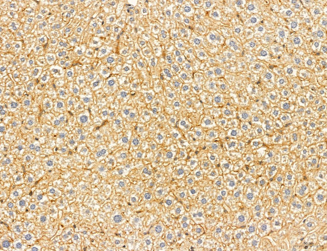 LRP1 Antibody in Immunohistochemistry (Paraffin) (IHC (P))