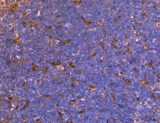 LRP1 Antibody in Immunohistochemistry (Paraffin) (IHC (P))