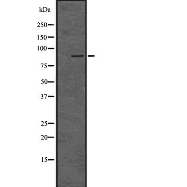 LRP1 Antibody in Western Blot (WB)