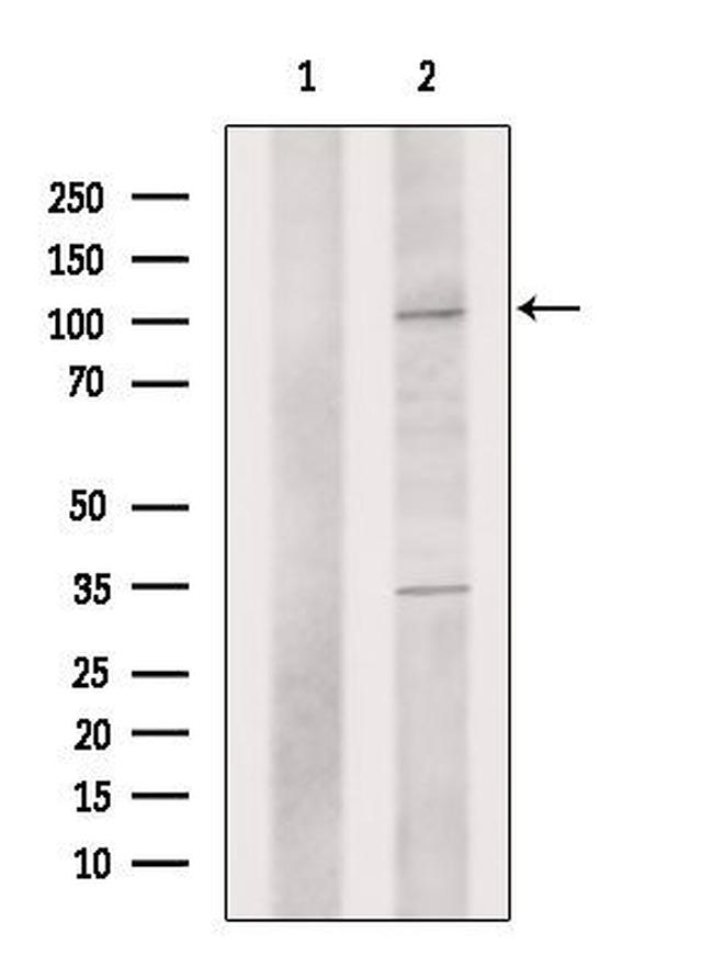 PMEL Antibody in Western Blot (WB)