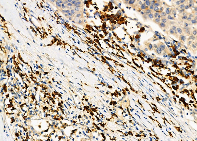 RAB9 Antibody in Immunohistochemistry (Paraffin) (IHC (P))