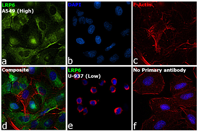 LRP6 Antibody